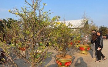 Ảm đạm thị trường hoa Tết tại tỉnh Quảng Bình