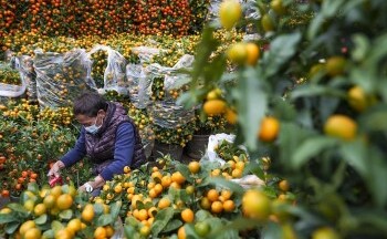 Trung Quốc: Hàng loạt chợ hoa ảm đạm dịp Tết Nguyên đán