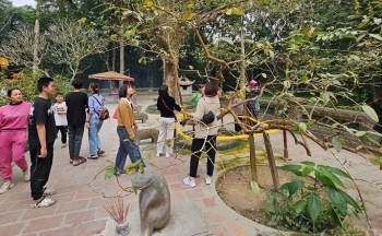 Huyền bí cây ổi gần 100 năm tuổi biết ‘cười’ ở Lam Kinh
