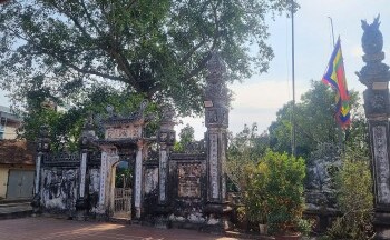 Về Văn Võ xem cây cọ trăm tuổi ‘ngự’ trên ngọn đa