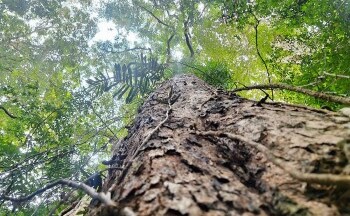 Khám phá quần thể cây giáng hương cổ thụ ở Gia Lai