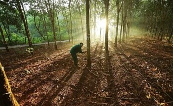 Vì sao giá cao su sẽ tăng mạnh trong tương lai?