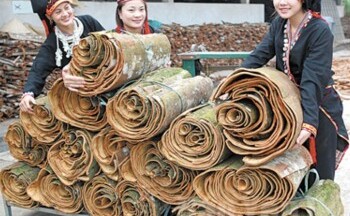 Xây dựng thương hiệu mạnh cho quế Yên Bái