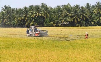 Lúa gạo đang trở thành 'bài toán khó' của Đông Nam Á