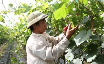 Nho Đồng Du: Tìm lời giải cho bài toán tiêu thụ