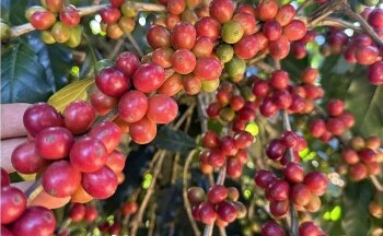 Giá cà phê Robusta tăng lên mức 5.527 USD/tấn