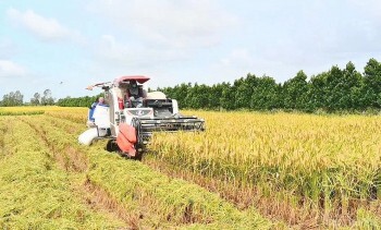 Bộ trưởng Nguyễn Hồng Diên: Bảo đảm nguồn cung, ổn định thị trường lúa gạo trong nước