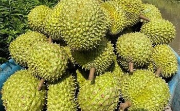 Sầu riêng Việt Nam vẫn gặp khó trên đường xuất khẩu