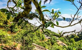 Chè Shanam: Tinh hoa từ những búp chè cổ thụ Tà Xùa