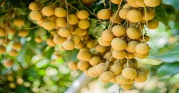 Long nhãn Sơn La - 'vàng ngọt' của núi rừng Tây Bắc