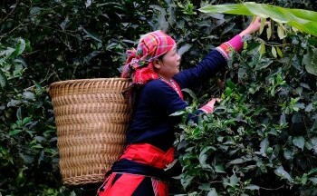Fìn Hò Trà: Nâng tầm vị chè Shan tuyết nơi rẻo cao