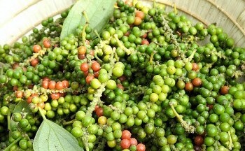 Giá hồ tiêu xuất khẩu tăng, kim ngạch vượt 500 triệu USD