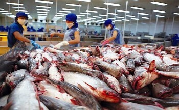 Xuất khẩu cá tra sang Brazil tăng tốc, vượt 55 triệu USD