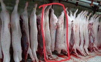 Kết quả xác minh mới nhất liên quan vụ C.P bị 'tố' bán thịt bẩn