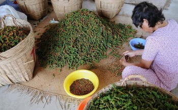 Xuất khẩu hồ tiêu sang Đức tăng mạnh, giá cao kỷ lục