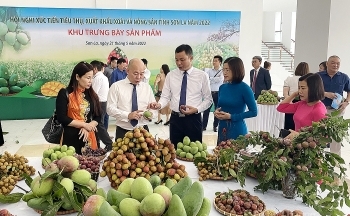 Sơn La kết nối tiêu thụ, xuất khẩu xoài và nông sản