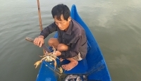 Giá cua Cà Mau “nhảy múa” trong những ngày cận kề Tết