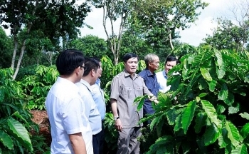 Đắk Lắk nghiên cứu cà phê theo hướng 'đặc sản', giá trị cao