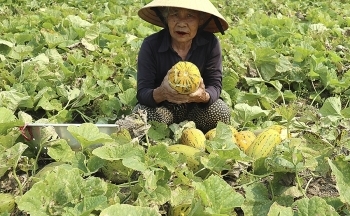 Trúng mùa dưa bở - nông dân Nghệ An kiếm bội tiền