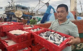Quảng Bình: Tàu cá của ngư dân trúng đậm 250 tấn cá nục thu về 2,4 tỷ đồng