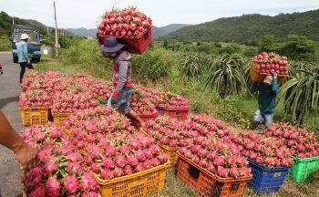 Xuất khẩu thanh long cần hướng đi mới
