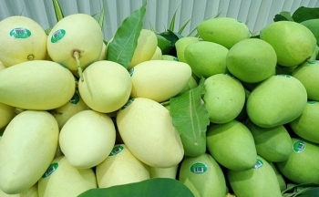Việt Nam đứng thứ 3 về cung cấp xoài cho Hàn Quốc