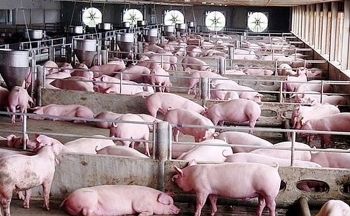 Giá heo hơi hôm nay 11/6: Ghi nhận mức cao nhất 60.000 đồng/kg