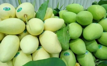 Việt Nam là thị trường cung cấp xoài lớn thứ 3 cho Hàn Quốc