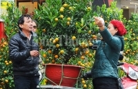 Tấp nập chợ hoa ngày cận Tết