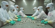 Tôm Việt tìm lại vị thế tại thị trường EU