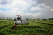 Gạo “an toàn” Tiền Giang