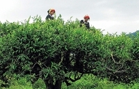 Bình minh trên những đồi chè