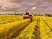 Lúa thu đông sớm thắng lợi, nông dân có lãi