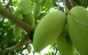Xoài Việt Nam chính thức được vào thị trường Mỹ