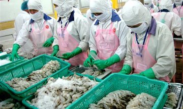 Đề nghị Chính phủ Úc sớm bãi bỏ lệnh tạm ngừng nhập khẩu tôm và thịt tôm chưa nấu chín