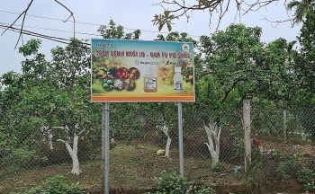 Sớm tháo gỡ khó khăn cho người trồng bưởi ở xã Phú Kim