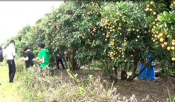 Thắng lợi trong tiêu thụ vải thiều 2018