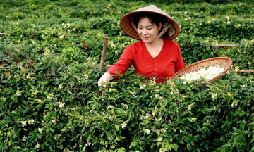 Sâm núi Dành: Sản phẩm quý của đồng bào Tân Yên 