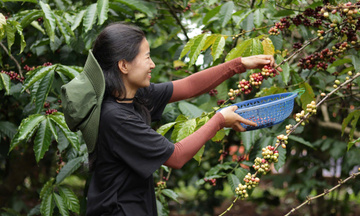 Dự báo giá cà phê ngày mai 16/6/2025, trong nước tăng nhẹ