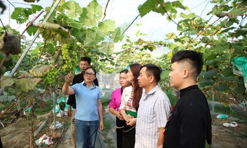 Đồng bào dân tộc miền núi Lai Châu chuyển mình làm kinh tế hàng hóa