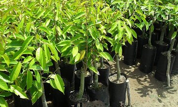 Cây giống sầu riêng giả, thiệt hại thật!