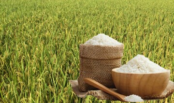 Giá lúa gạo hôm nay ngày 17/6: Lúa tươi, gạo xuất khẩu giảm
