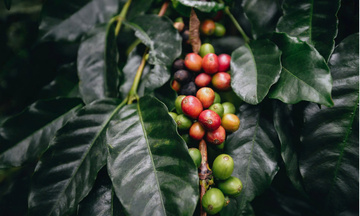 Giá cà phê Arabica giảm về mức 6.945 USD/tấn, thấp nhất trong vòng hơn 5 tháng