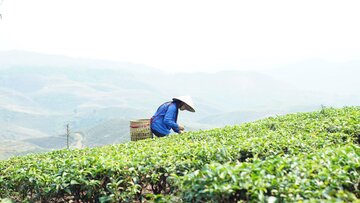 Lai Châu: Chủ động nâng cao giá trị sản phẩm bằng chuỗi liên kết 