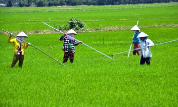 Mỗi công lúa đầu tư 2 triệu, bán giá 6.000 đồng/kg: Nông dân Bạc Liêu gặp khó