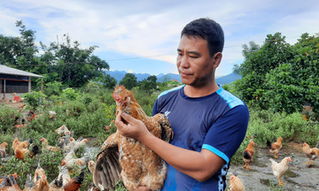 Gà Tiên Yên: ‘Chìa khóa vàng’ phát triển kinh tế vùng đồng bào dân tộc Quảng Ninh
