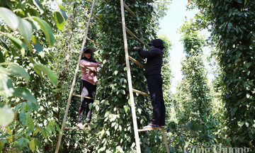 Dự báo giá tiêu trong nước ngày mai 27/6/2025, trong nước tiếp đà tăng