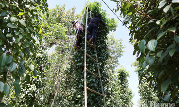 Giá tiêu hôm nay 27/6/2025: trong nước thị trường phục hồi, tăng cao