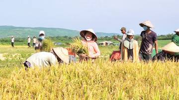 Phú Yên kết nối sản xuất tiêu thụ, tạo sinh kế bền vững vùng đồng bào dân tộc