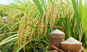 Giá lúa gạo hôm nay ngày 30/6: Gạo bình ổn, lúa tương chững giá
